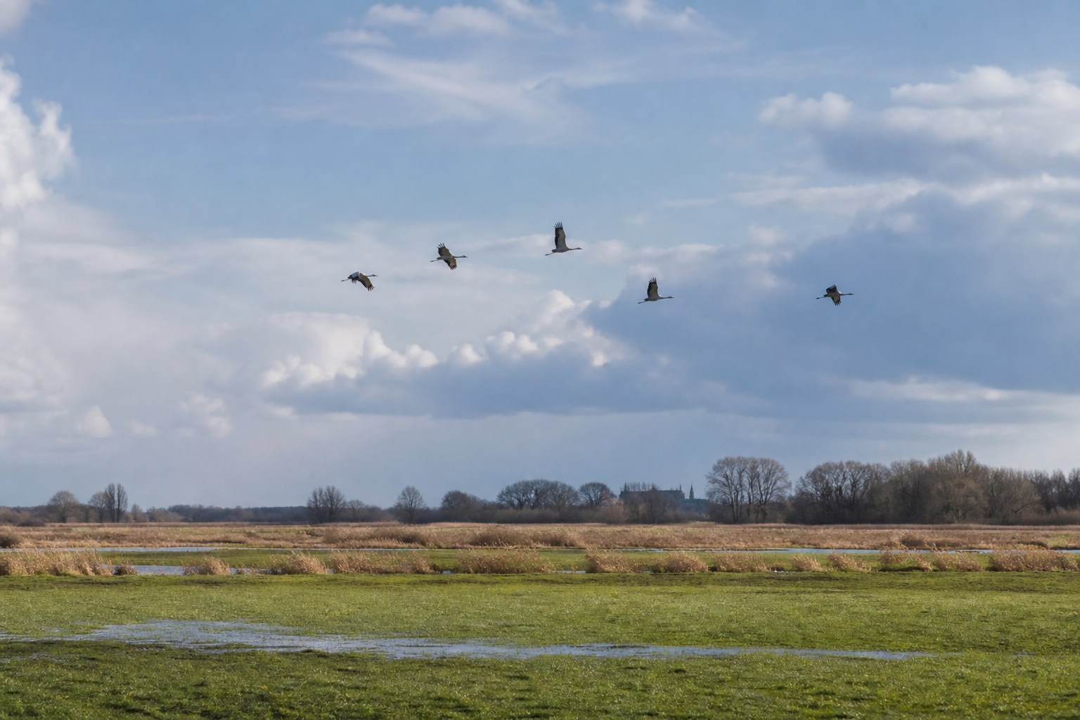 Cranes and geese at a distance over green flood meadows in Lower Saxony